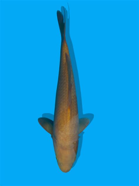 mongo koi fish|KLK.